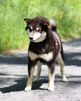 chienne reproductrice noir et feu en statique