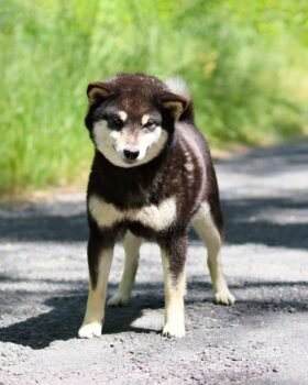 femelle noir et feu sur route de face
