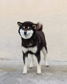 Takara shiba en statique
