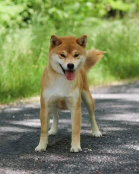 femelle shiba roux de face sur la route