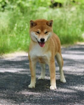 Ume shiba roux en statique sur route