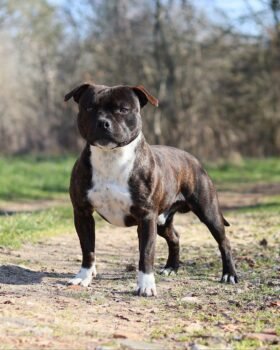 Tupak staffordshire bull terrier