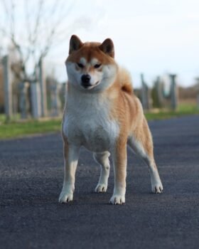 Tokyo reproducteur shiba roux en statique de 3/4