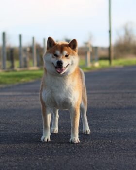 Tokyo de face en statique
