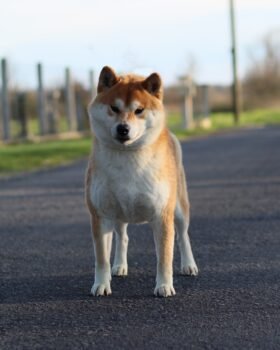 Shiba roux de face sur la route