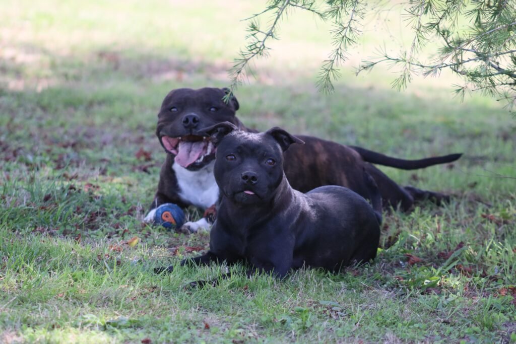 deux staffie en mode jeux