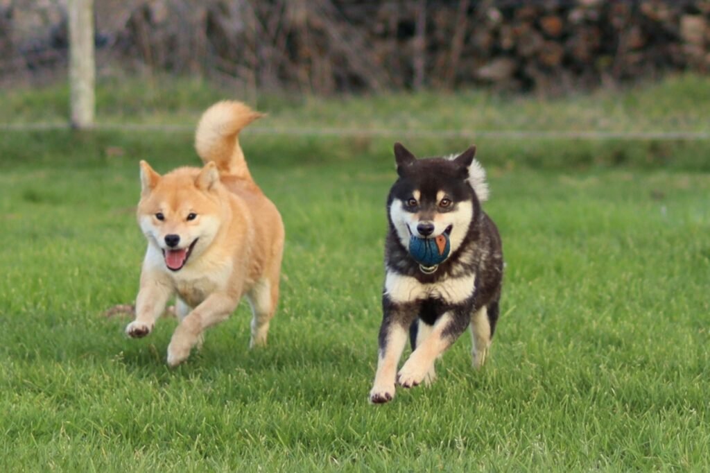 deux femelles shiba qui courent