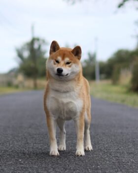 Portrait de Tokyo reproducteur sérieux