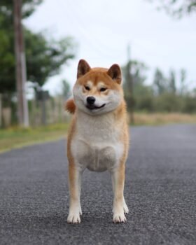 Male shiba roux de l'élevage of the fara family