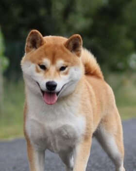Tokyo male shiba roux heureux