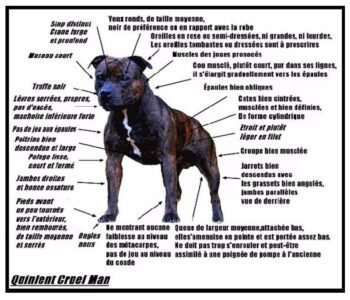 standart du staffordshire bull terrier