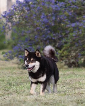 shiba noir et feu