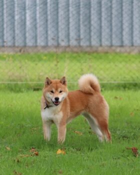 shiba roux reproductrice nommée Ume