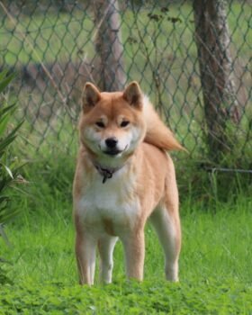 femelle shiba roux debout dans l'herbe