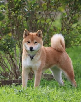 reproductrice shiba roux de 3/4